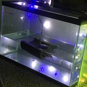 Water turtle for sale price 130$ with 20 gallon tank,turtle pellets and setup